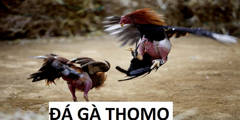 Đá gà thomo Kubet77